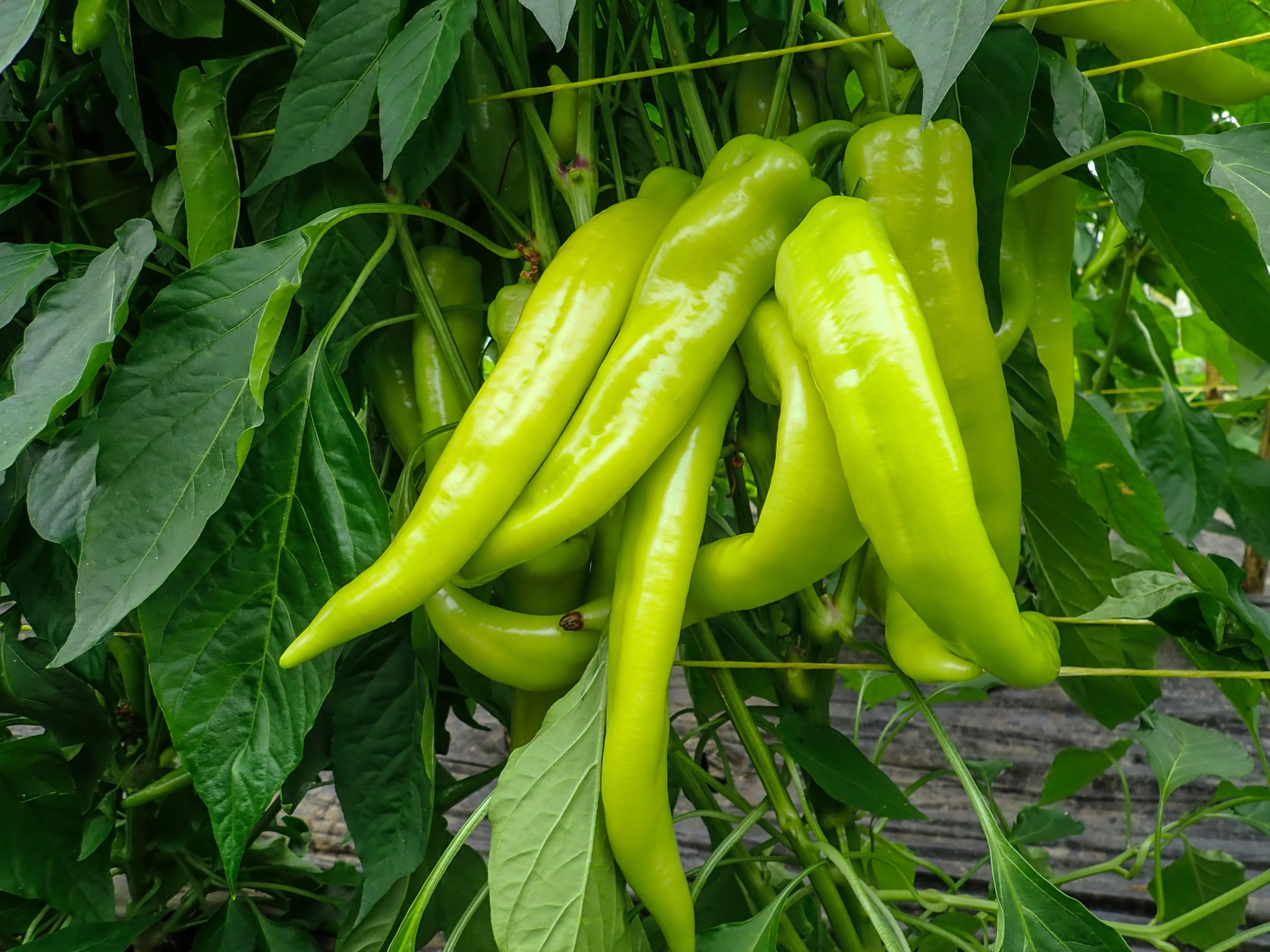 CHILECHILACAENTEXAS